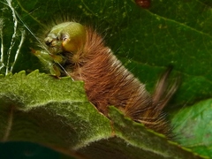 Calliteara pudibunda - Buchen Streckfuß  Raupe L5