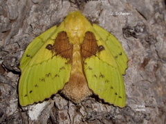 Trabala vishnou Female