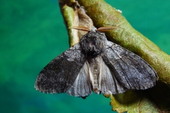 Calliteara pudibunda - Buchen Streckfuß   Imago  male