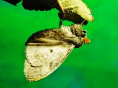 Calliteara pudibunda - Buchen Streckfuß   Imago - male