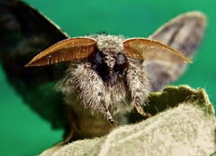 Calliteara pudibunda - Buchen Streckfuß   Imago  male