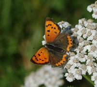 Lycaena phlaeas (Linnaeus, 1761)