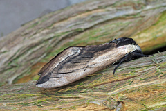 Sphinx ligustri