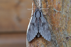 Sphinx pinastri