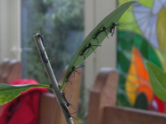 Brahmaea certhia, Raupen