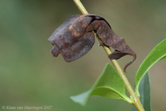 Mustilia sphingiformis