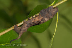 Mustilia sphingiformis MOORE,1879​, Male, Vietnam, Tonkin region, FanSiPan mts.