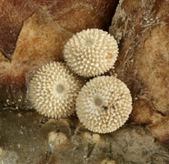 Favonius quercus (Eichenzipfelfalter)