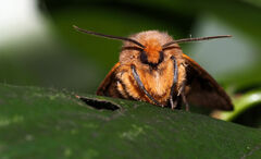 Metarctia jansei