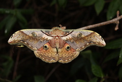 Rinaca(Caligula) thibeta okurai m Taiwan