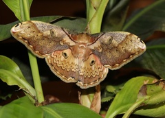 Rinaca /Caligula  thibeta okurai fem /Taiwan