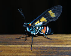 Euchromia foletti