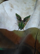Proserpinus lucidus male at lights