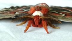 hyalophara cecropia