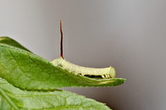 Langia zenzeroides formosana