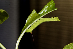 Langia zenzeroides formosana