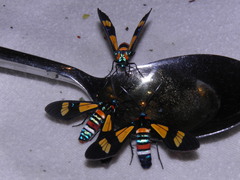 Euchromia folletii