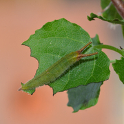 Apatura ilia