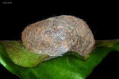 Phragmatobia fuliginosa - Kokon