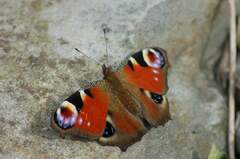 Aglais io, Falter