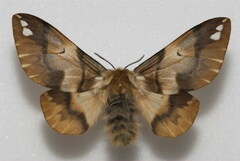 Endromis versicolora, Falter