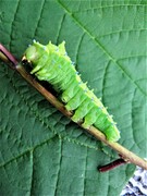 Rhodinia verecunda