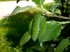 Apatura iris