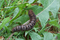 Lemonia dumi