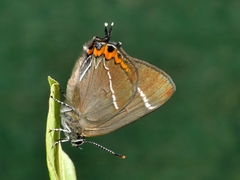 Satyrium w-album