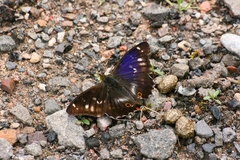 Apatura iris
