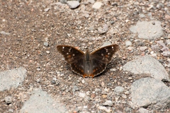 Apatura ilia f. iliades