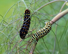 Papilio polyxenes X Papilio machaon gorganus - Hybrid - Raupe L5