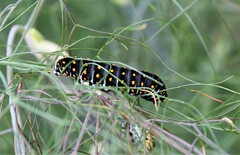 Papilio polyxenes X Papilio machaon gorganus - Hybrid - Raupe L5
