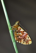 Boloria titania
