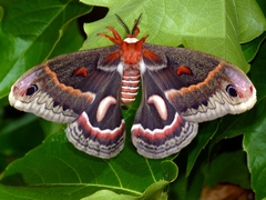 Hyalophora cecropia, female
