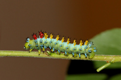 Hyalophora cecropia - Caterpillar