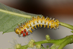 Hyalophora cecropia - Caterpillar