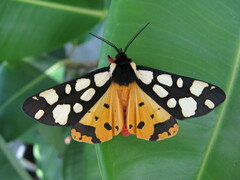 Arctia villica, Falter - male
