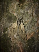 Sphinx pinastri 
