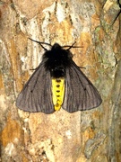 Epatolmis caesarea 