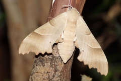 Marumba quercus - Eichenschwärmer - Female