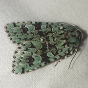 Griposia aprilina