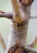 Satyrium pruni - Pflaumenzipfelfalter - Black Hairstreak