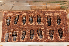 Langia zenzeroides formosana aus Taiwan