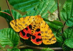 Rhyparia purpurata