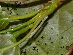Catocala fraxini, Raupe L1 (Blaues Ordensband)