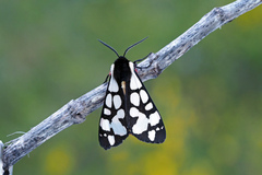 Arctia villica
