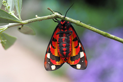 Arctia villica