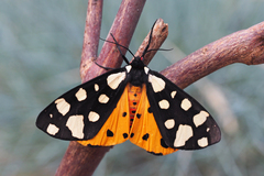 Arctia villica
