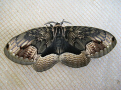 Brahmaea certhia, Falter